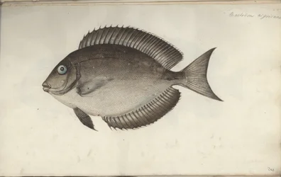 Chaetodon nigricans, före 1787